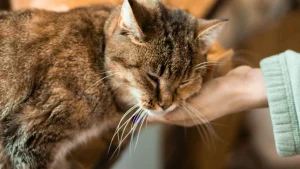 День домашніх тварин: шкільні ініціативи від UAnimals та Suziria Group