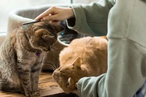 День домашніх тварин: шкільні ініціативи від UAnimals та Suziria Group
