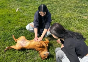 День домашніх тварин: шкільні ініціативи від UAnimals та Suziria Group